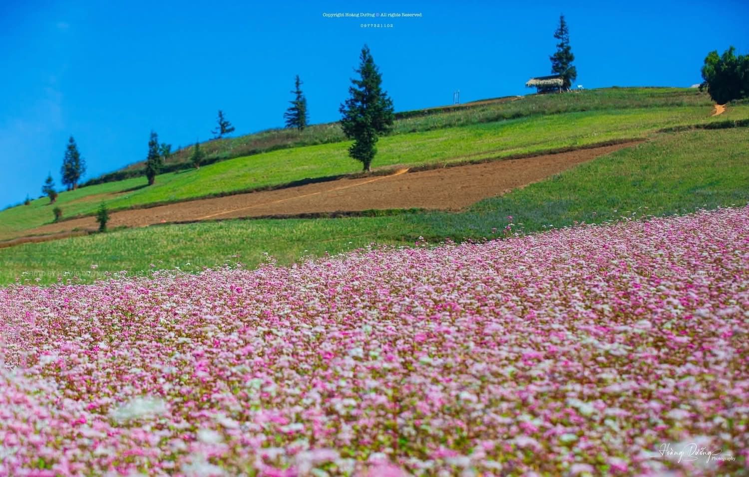 Mùa hoa tam giác mạch Tuyên Quang - vẻ đẹp say đắm giữa mây trời