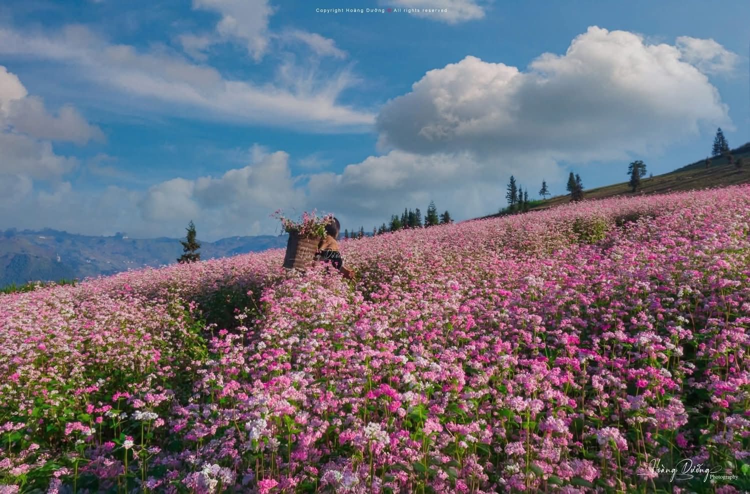 Mùa hoa tam giác mạch Tuyên Quang - vẻ đẹp say đắm giữa mây trời