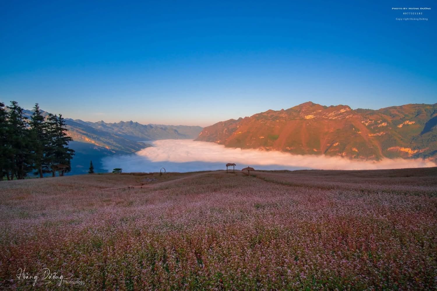 Mùa hoa tam giác mạch Tuyên Quang - vẻ đẹp say đắm giữa mây trời